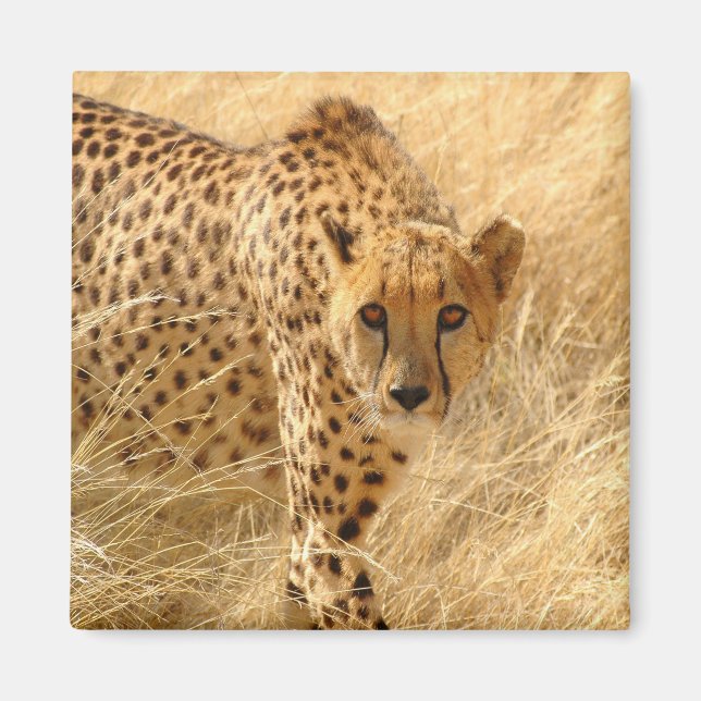 Imán Cheetah (Frente)