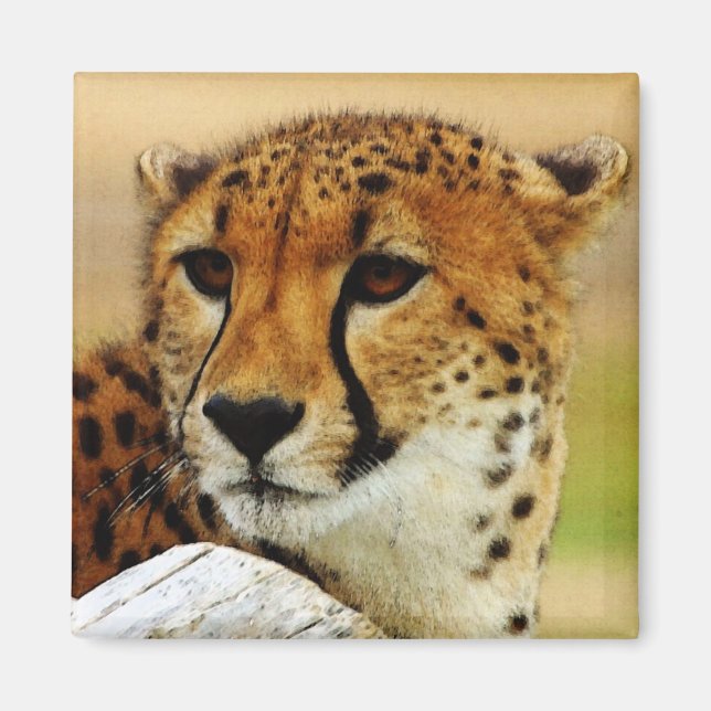 Imán Cheetah (Frente)