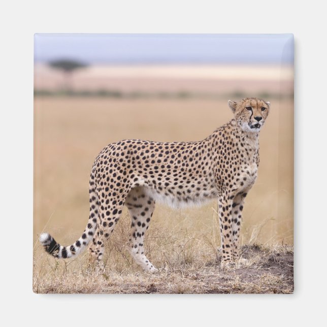 Imán Cheetah (Frente)