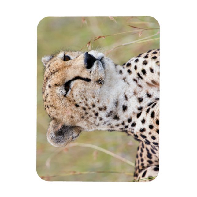 Imán Cheetah (Vertical)