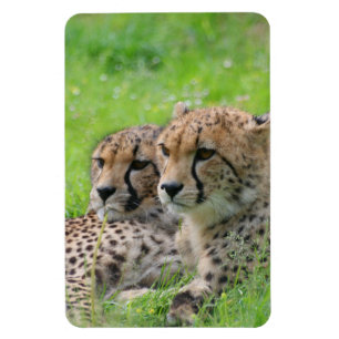Imán Cheetah 001
