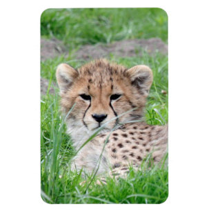 Imán Cheetah 002