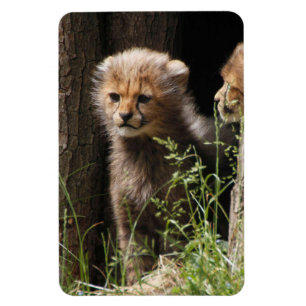 Imán Cheetah 005