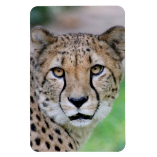 Imán Cheetah 009