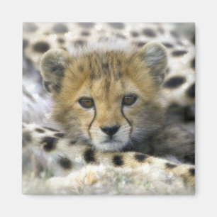 Imán Cheetah Cub