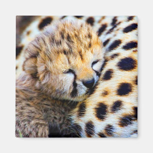 Imán Cheetah Cub