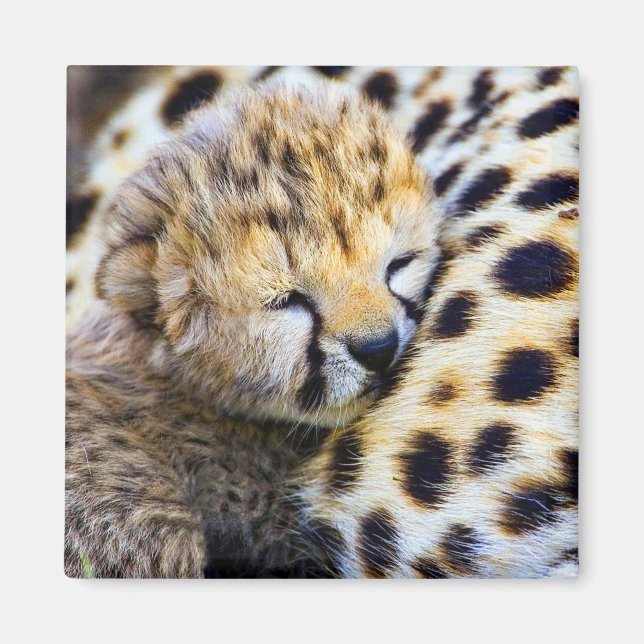 Imán Cheetah Cub (Frente)