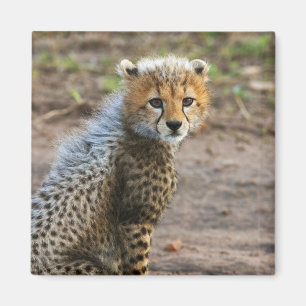 Imán Cheetah Cub Acinonyx Jubatus)