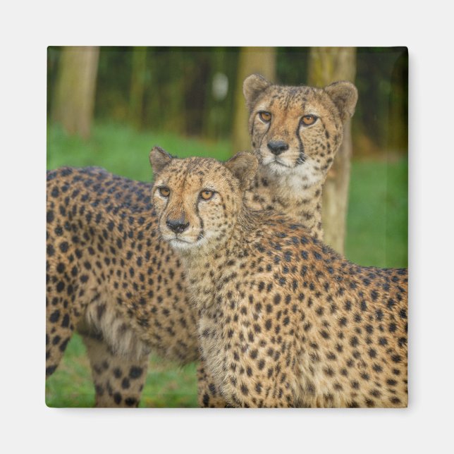 Imán Cheetah Duo (Frente)