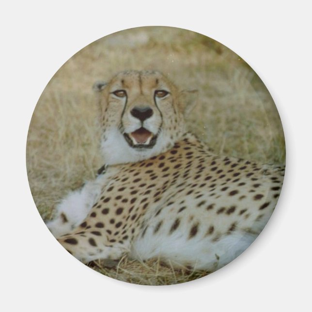 Imán Cheetah Magnet (Frente)