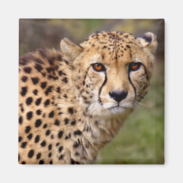Imán Cheetah Magnet (Frente)