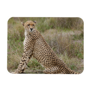Imán Cheetah masculino, Acinonyx jubatus, Serengeti,