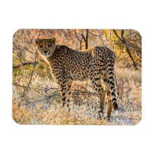 Imán Cheetah Mirando Alrededor