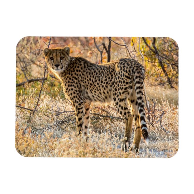 Imán Cheetah Mirando Alrededor (Horizontal)