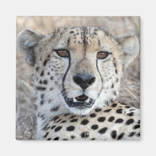 Imán Cheetah Portrait