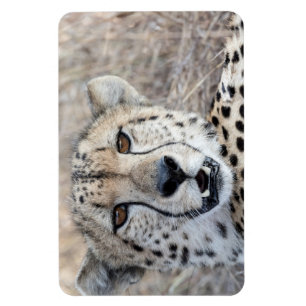 Imán Cheetah Portrait