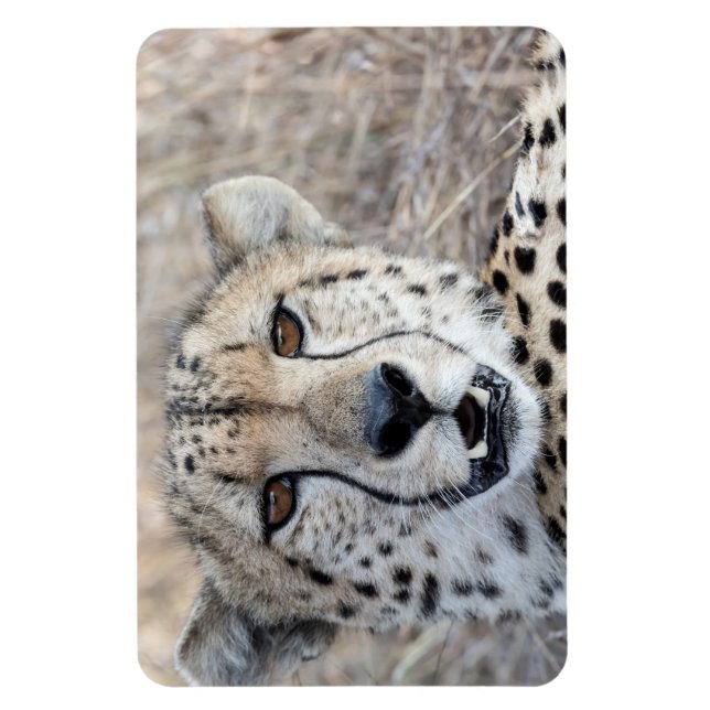 Imán Cheetah Portrait (Vertical)