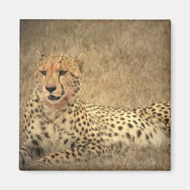 Imán Cheetah Spots Magnet (Frente)
