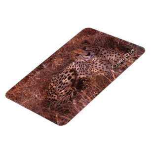 Imán Cheetah Stare