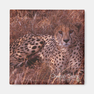 Imán Cheetah Stare