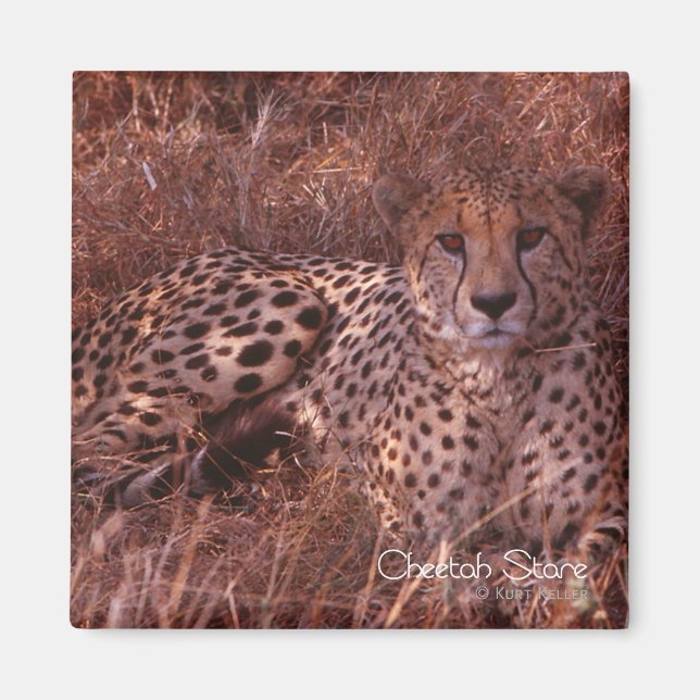 Imán Cheetah Stare (Frente)