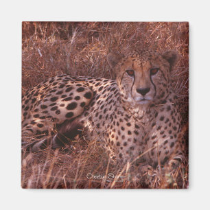 Imán Cheetah Stare