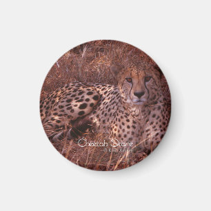 Imán Cheetah Stare