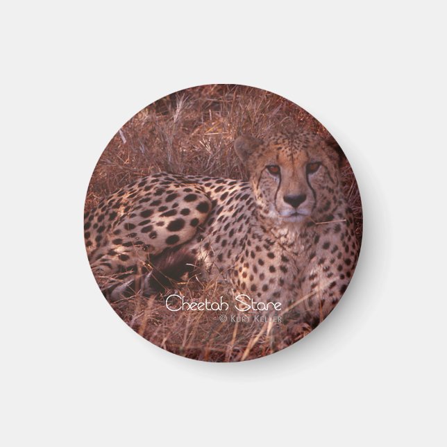 Imán Cheetah Stare (Frente)