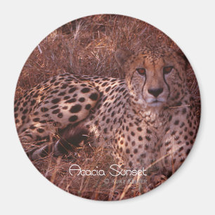 Imán Cheetah Stare