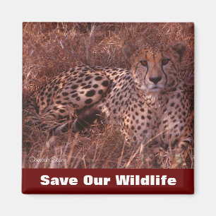 Imán Cheetah Stare salva nuestra vida salvaje