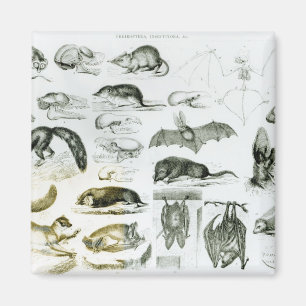 Imán Cheiroptera, Insectivora