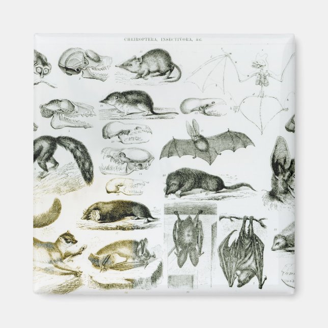 Imán Cheiroptera, Insectivora (Frente)