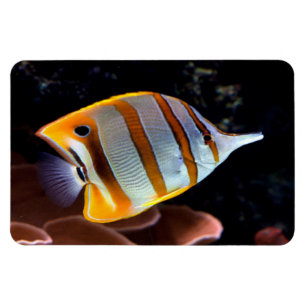 Imán Chelmon rostrato