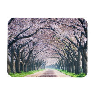 Imán Cherry Blossom Lane