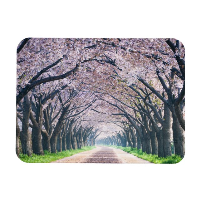 Imán Cherry Blossom Lane (Horizontal)