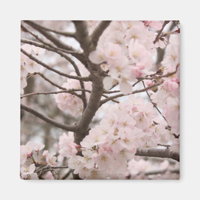 Imán Cherry Blossom Magnet (Frente)