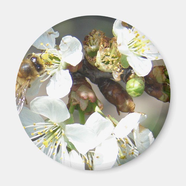 Imán Cherry Blossoms and Bees (Frente)