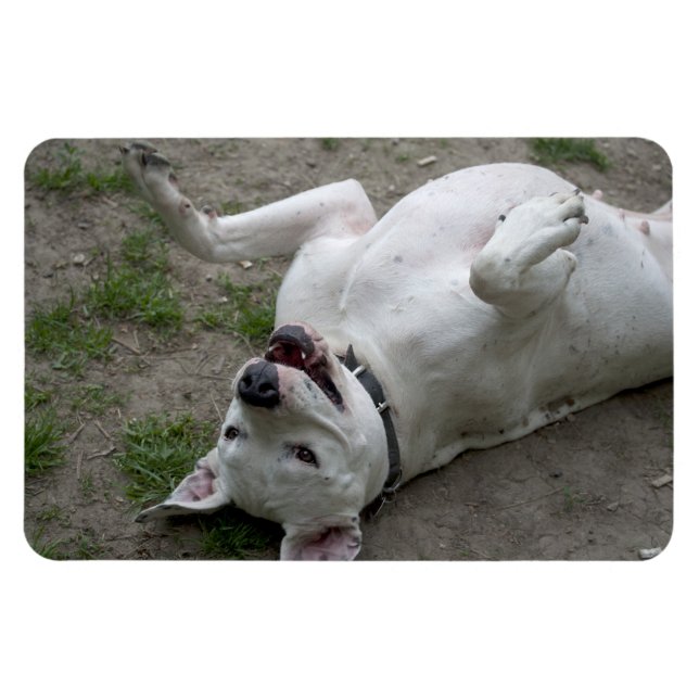 Imán Chica feliz de Dogo Argentino (Horizontal)