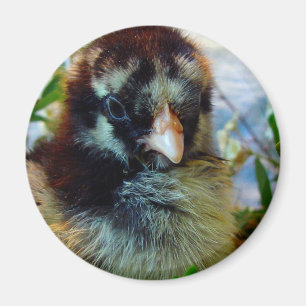 Imán Chick de cochin plateado en un entorno de estudio