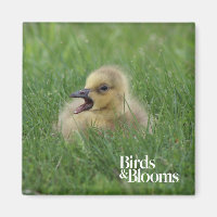 Chick de ganso canadiense