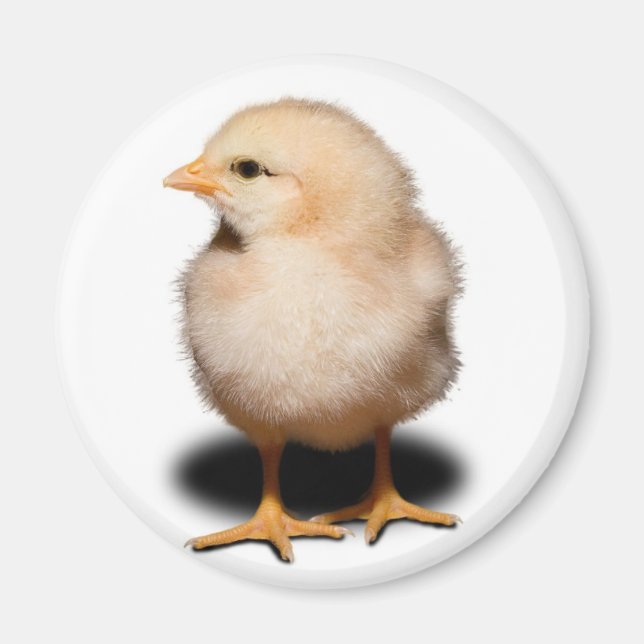 Imán Chick Magnet (Frente)