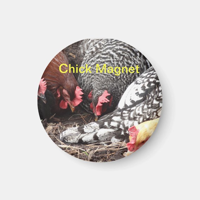 Imán Chick Magnet - un grupo de gallinas coloridas (Frente)