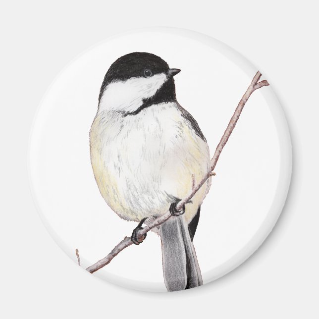 Imán Chickadee (Frente)