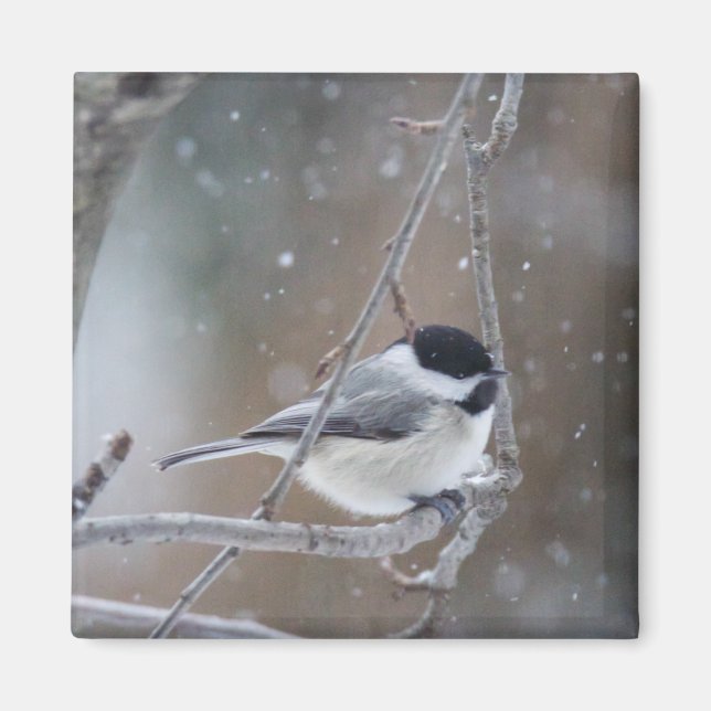 Imán Chickadee con gorra negra - Songbird (Frente)