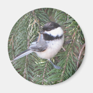 Imán Chickadee en un árbol de pino