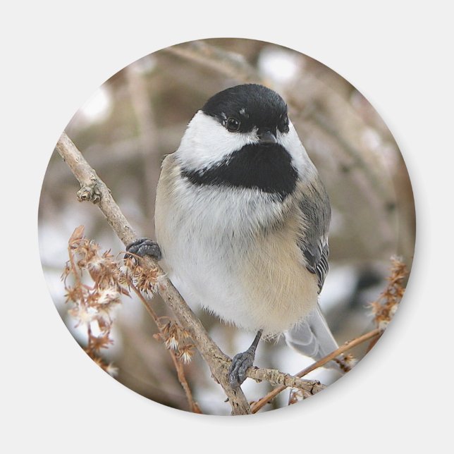 Imán Chickadee Magnet (Frente)