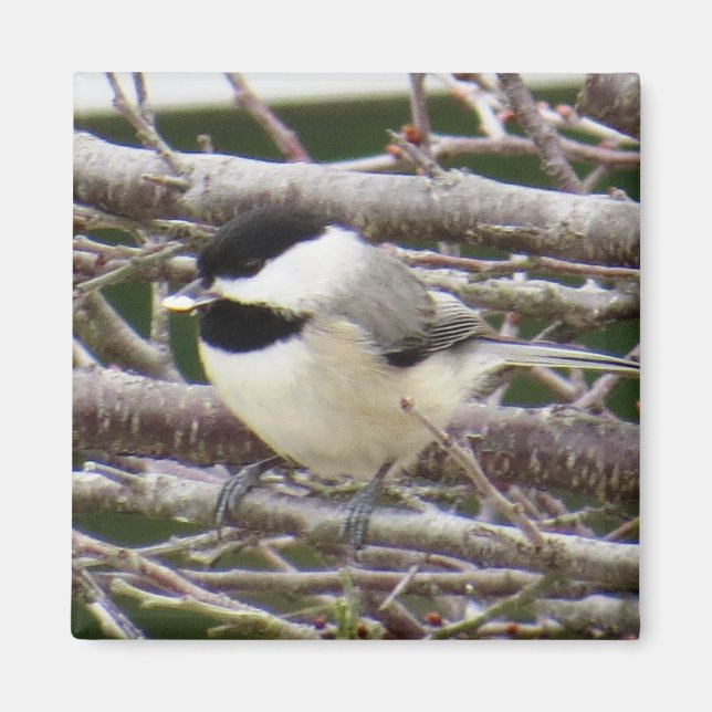 Imán Chickadee Magnet (Frente)