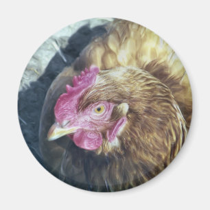 IMÁN CHICKENS
