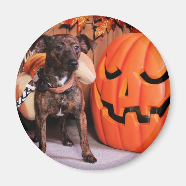 Imán Chico - ChiWeenie - Foto-2 (Frente)