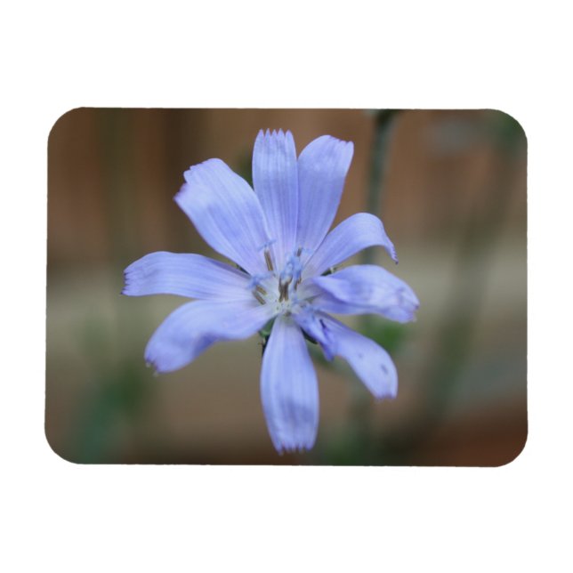 Imán Chicory (Horizontal)